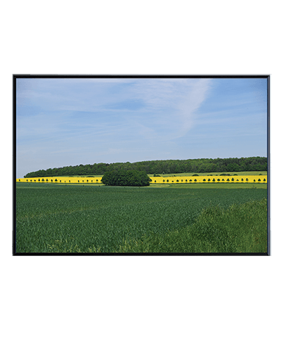 CANOLA