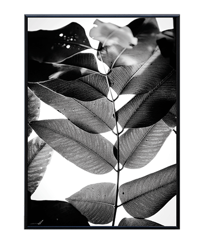 LEAVES_04